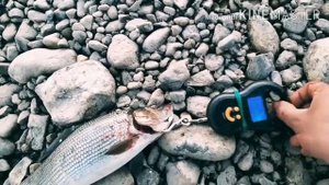 НЕВЕРОЯТНО САМЫЙ БОЛЬШОЙ ХАРИУС 3,320ГР