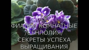 Фиалки комнатные/Сенполии/. Как заставить фиалку цвести? Секреты выращивания.