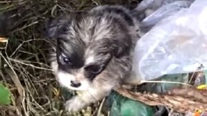 «Заберите меня домой!»: в куче мусора копошился крохотный дрожащий щенок, которого кто-то выбросил