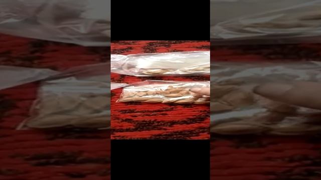 Железов- В.К- Казахстан нас обгонит И поделом! Серия №2