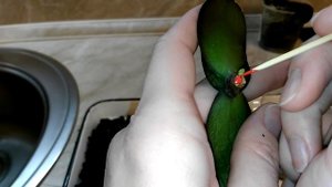 РЕАНИМАЦИЯ ОРХИДЕИ ФАЛЕНОПСИС. Потерян тургор листьев. Сгнили корни.