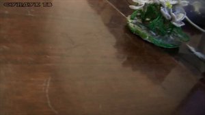 Большие пауки - отличные домашние питомцы