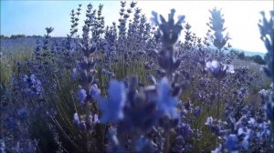 #9 Крымский прованс - Лаванда! Огромные поля!