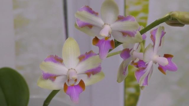 Необычные "драгоценные" орхидеи?Phal. Tzu Chiang Sapphire и Phal. pulcherrima 4N 'Yaphon' смотреть онлайн