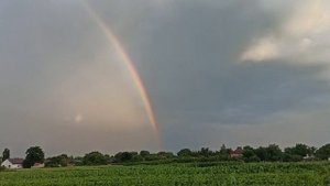 Клубника Флоренс