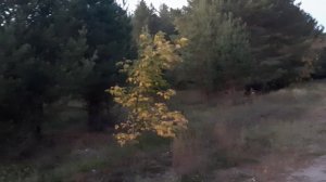 Питаюсь месяц на 4500 руб. День № 14 и 15. Гречневый суп с грибами