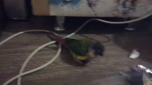 Не зли Пирруру смотреть онлайн