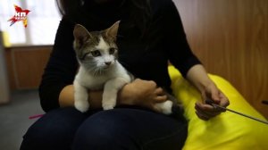 В Челябинске открылось котокафе