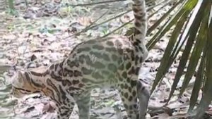 как кот метит территорию кот жжет