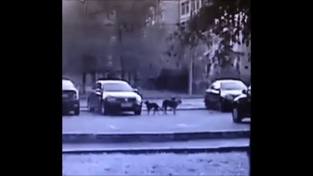 Dogshit vs Volkswagen Jetta смотреть онлайн