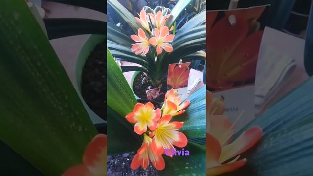 clivia, такие разные Оранжевые кливии.