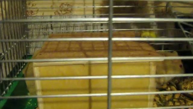 хомяки хищники смотреть онлайн