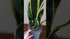 Сансевиерия Блэк Голд / Sansevieria Black Gold