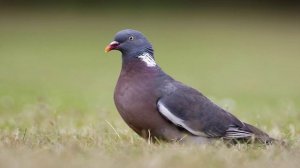 Пение птиц - Вяхирь (витютень)