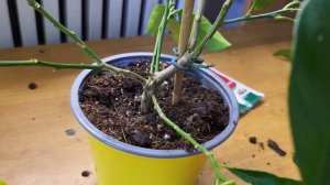 Лаймкват Таварес