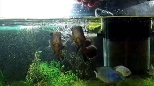 Рыбки интеллектуалы узнают и просят покормить