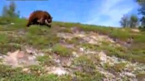 Человек столкнулся с медведем