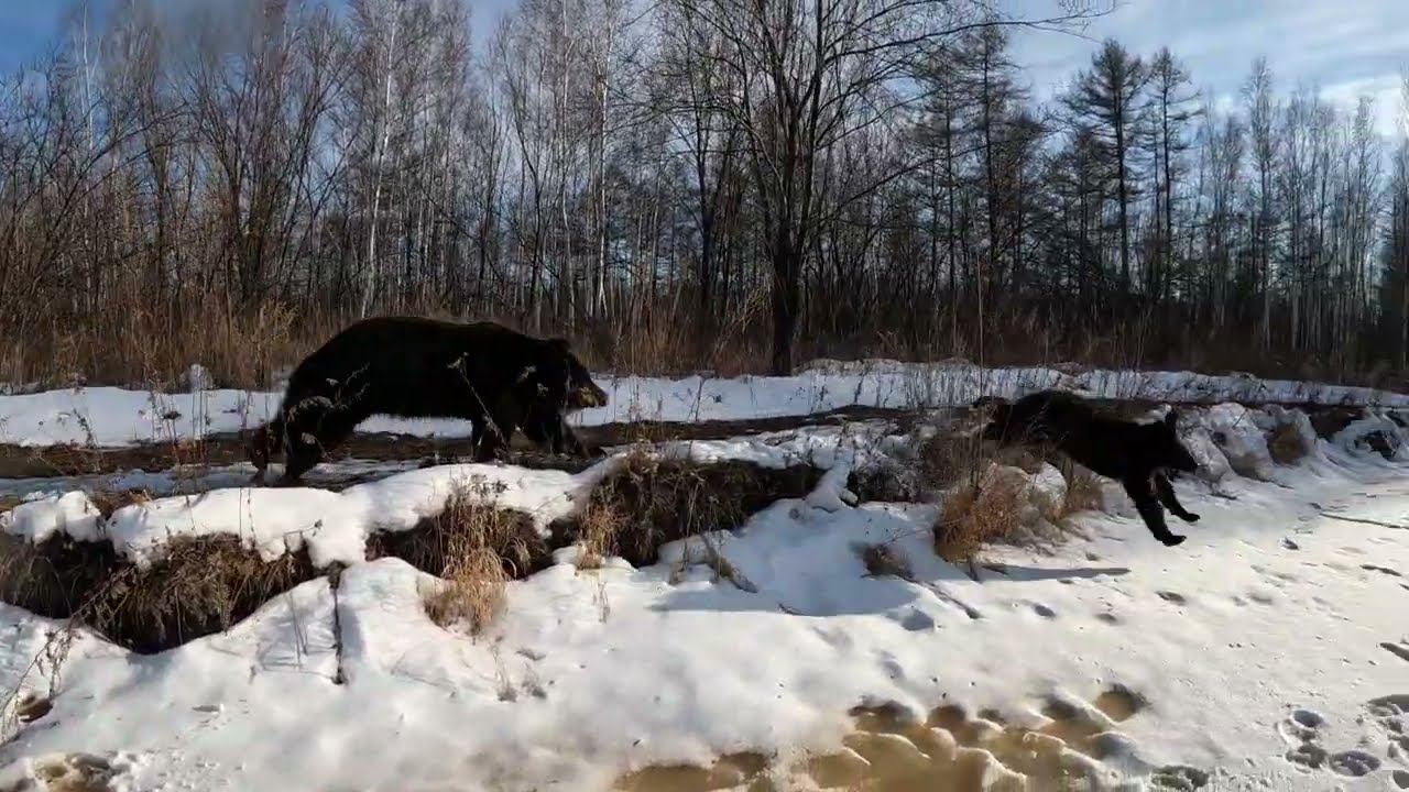 Медвежонок спасается бегством.
