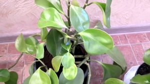 Пеперомия. Как правильно ухаживать. Ошибки в уходе. Часть 1