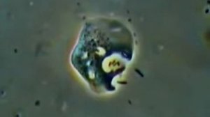 Амёба протей Amoeba proteus