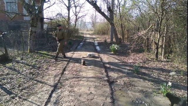 Дрессировка алабая