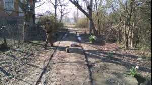 Дрессировка алабая