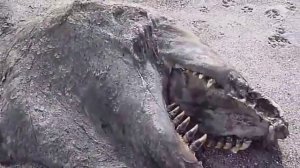 ШОКИРУЮЩЕЕ ВИДЕО!!! ДИНОЗАВРЫ В НАШЕ ВРЕМЯ!!!