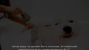 Как избавиться от запаха собаки в квартире
