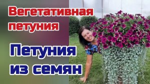 Вегетативная петуния  и другие...