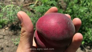Персик Фреш Вайт - необычный цвет мякоти - Агро Сад 2023
