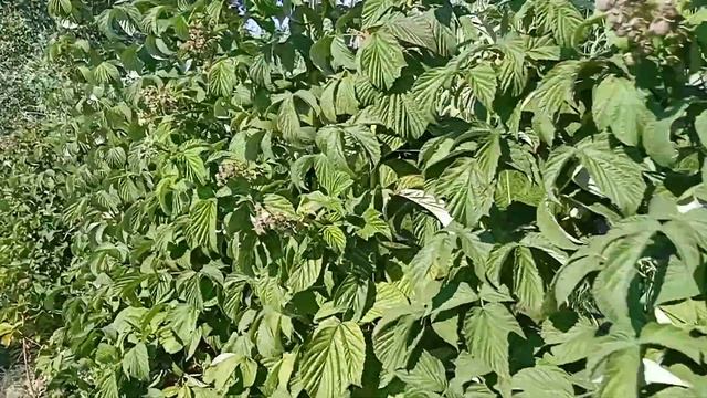 Супер малина смотреть онлайн