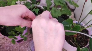 1 Таблетка под ЛЮБОЙ ЦВЕТОК И Цветы Попрут на Глазах! ЦВЕТЫ ЗАВАЛЯТ ВАС ЦВЕТЕНИЕМ!