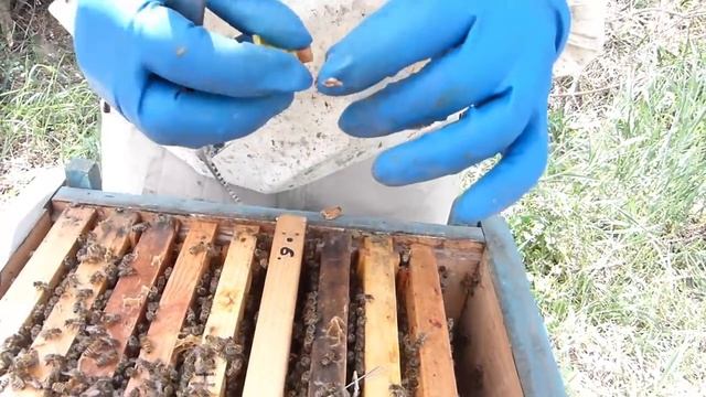 Отводки пчел , Как сделать отводок пчел смотреть онлайн