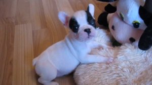 Французский бульдог щенок