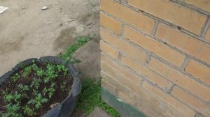Звоним на таксофон