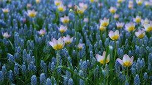 Цветочный рай.Кёкенхоф - королевский парк цветов.Keukenhof Flower Garden