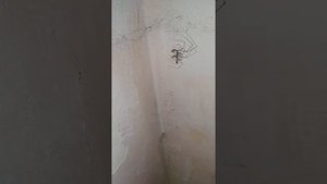 Битва Богомола и Паука)))