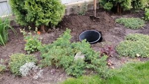 Пересадка розы Лавендер Айс и черенков Джубили Селебрейшн