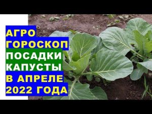 Агрогороскоп посева семян капусты на рассаду и посадки рассады капусты в апреле 2022 года