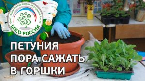 Как посадить петунию в горшки. Посадка петунии в кашпо.