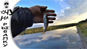 РЫБАЛКА НА СЕЛЬСКОМ ПРУДУ. щука и окунь на спиннинг