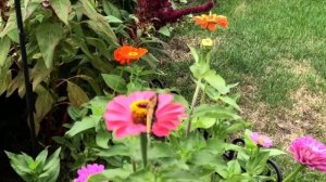 Butterflies hopping around different Zinnia flowers