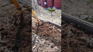 Как вскопать грядку культиватором Торнадо