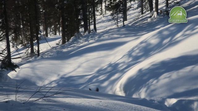 Царство зимы и дикой природы в заповеднике "Кузнецкий Алатау" смотреть онлайн