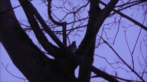 Голоса птиц, Дрозд Белобровик, наблюдение птиц 02.04.2023, Великий Новгород