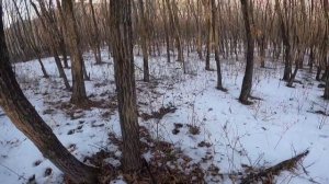 загонная охота на оленя в Приморском крае