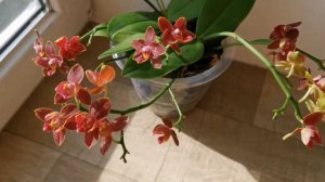 Phal. Phoenix peloric (Феникс орхидея фаленопсис пелорик бабочка мутант), групповая посадка