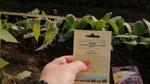 Укроп Ришелье от агрофирмы Гавриш. Обзор перед посевом