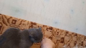 характер шотландской вислоухой кошки