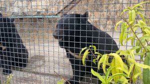 Парк львов Тайган